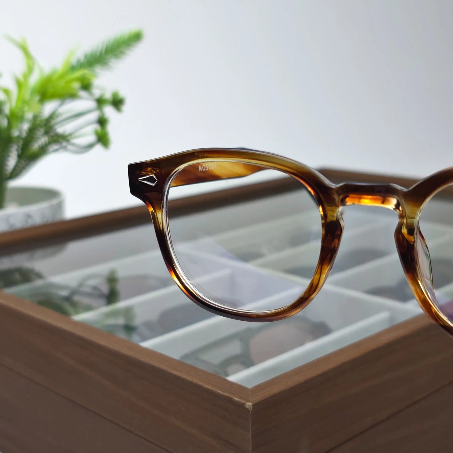LUXY HAVANA TRANS